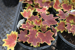 Geranium "Exotic" Single Plant