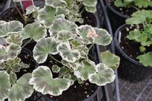 Load image into Gallery viewer, Geranium &quot;Exotic&quot; Single Plant
