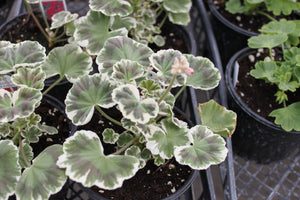 Geranium "Exotic" Single Plant