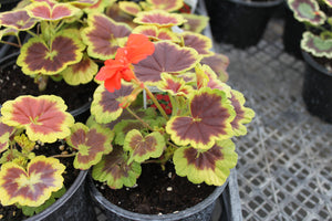 Geranium "Exotic" Single Plant