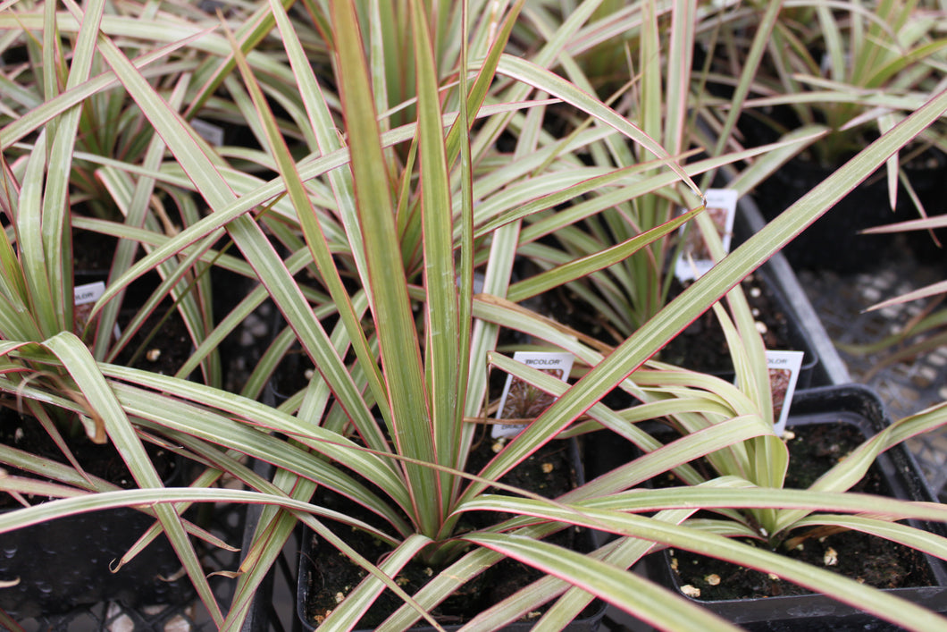 Colored Spike Single Plant