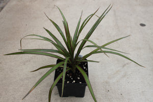 Colored Spike Single Plant