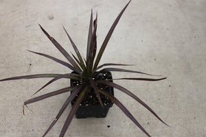 Colored Spike Single Plant