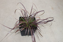 Load image into Gallery viewer, Purple Fountain Grass Single Plant
