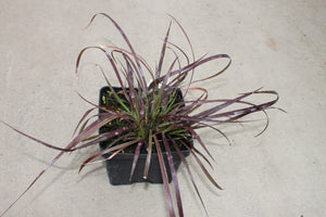 Purple Fountain Grass Single Plant