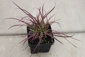 Purple Fountain Grass Single Plant