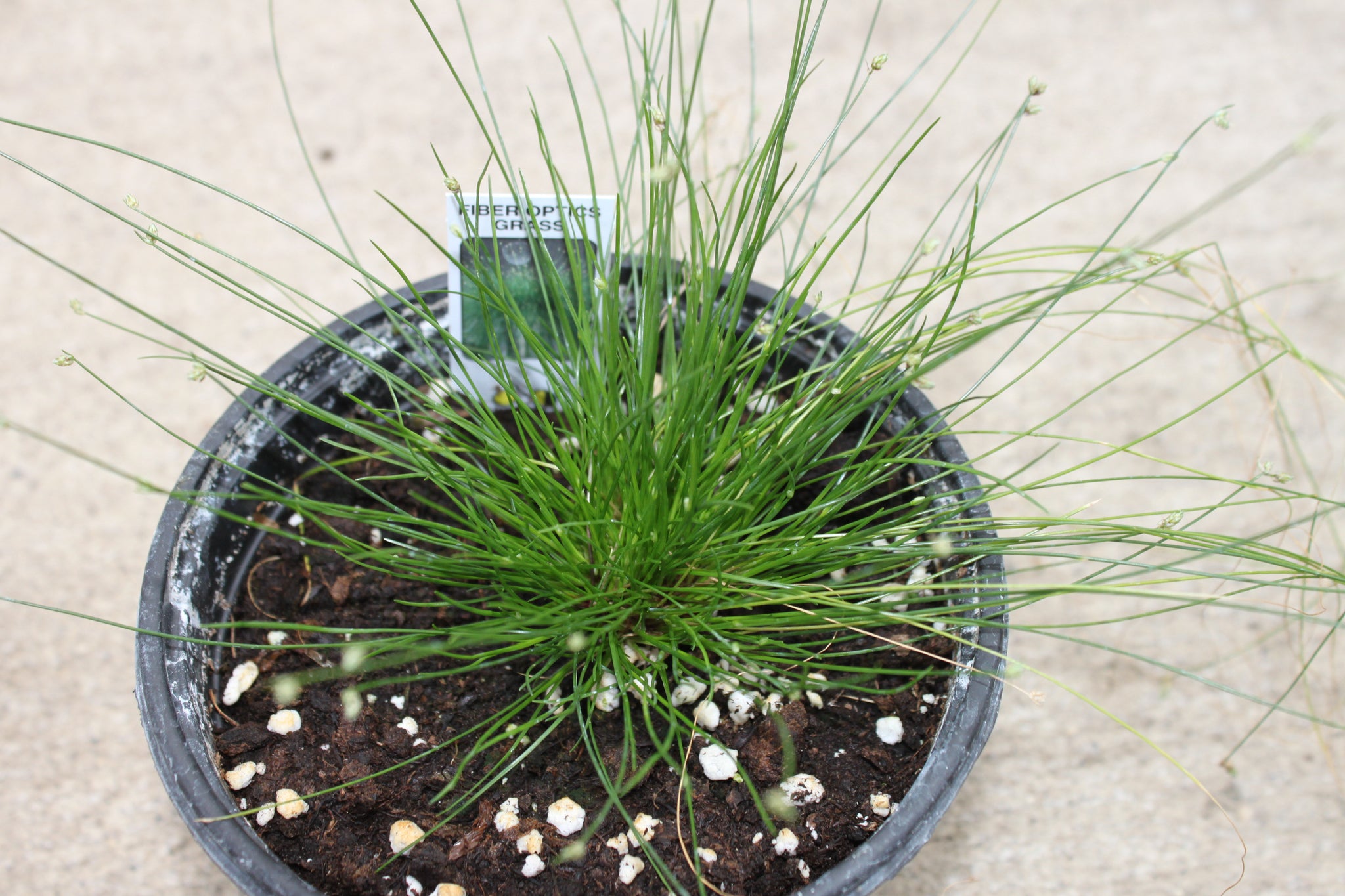 fiber optic plant indoors Fiber Optic Grass Single Plant – Country Side Gardens