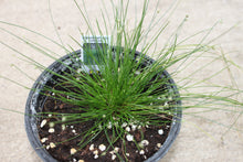 Load image into Gallery viewer, Fiber Optic Grass Single Plant
