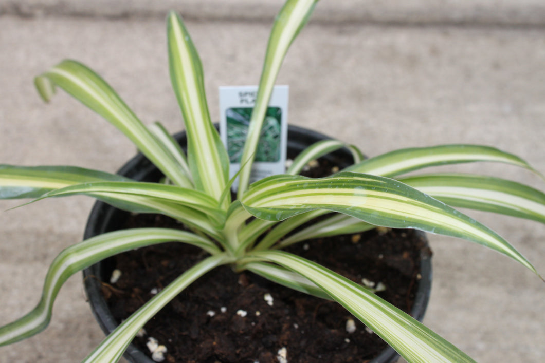 Spider Plant Single Plant