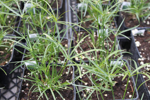 Papyrus Umbrella Grass Single Plant