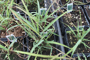 Lemon Grass Single Plant