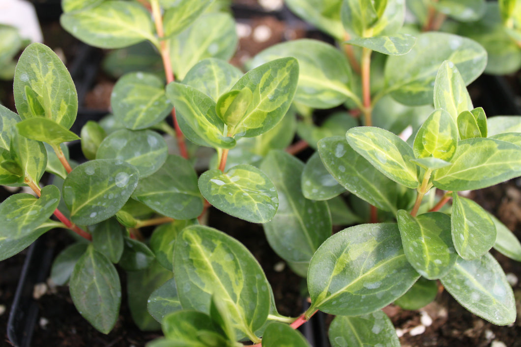 Vinca Vine Single Plant