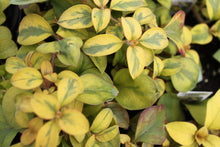 Load image into Gallery viewer, Lysimachia Trailing Vine Single Plant
