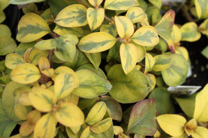 Lysimachia Trailing Vine Single Plant