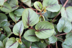 Lysimachia Trailing Vine Single Plant