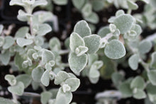 Load image into Gallery viewer, Helichrysum Single Plant
