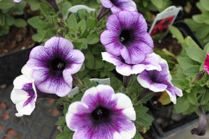 Petunia "Potunia" Single Plant