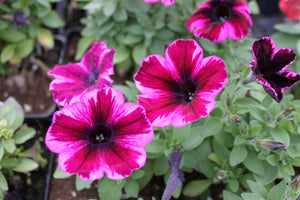 Petunia "Crazytunia" Single Plant