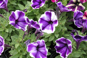 Petunia "Crazytunia" Single Plant