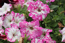 Load image into Gallery viewer, Petunia &quot;Headliner&quot; Series Single Plant
