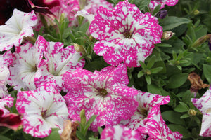 Petunia "Headliner" Series Single Plant