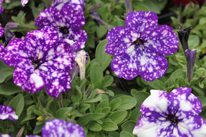 Petunia "Headliner" Series Single Plant