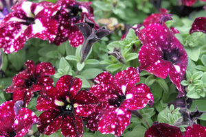 Petunia "Headliner" Series Single Plant