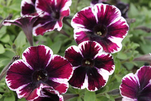 Petunia "Sweetunia" Single Plant