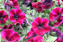 Load image into Gallery viewer, Petunia &quot;Sweetunia&quot; Single Plant
