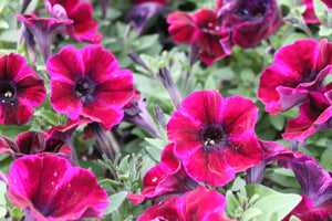 Petunia "Sweetunia" Single Plant