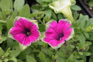 Petunia "Pitaya" Single Plant