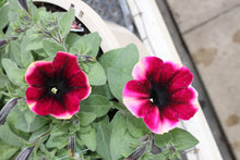 Load image into Gallery viewer, Petunia &quot;Crazytunia&quot; Single Plant
