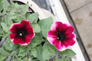 Petunia "Crazytunia" Single Plant