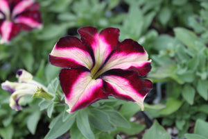 Petunia "Crazytunia" Single Plant