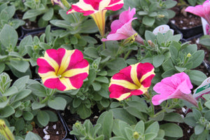 Petunia "Armore" Single Plant