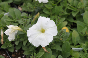 Petunia "Ray" Single Plant