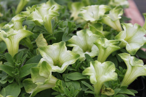 Petunia "Ray" Single Plant