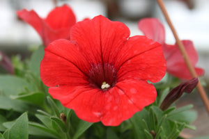 Petunia "Potunia" Single Plant