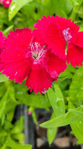 Dianthus 3 Plant-Pak