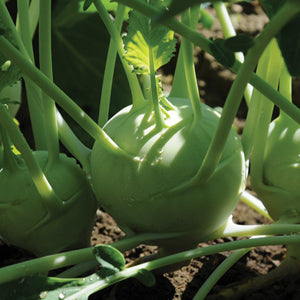 Kohlrabi "Grand Duke" 4 Plant-Pak