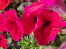 Load image into Gallery viewer, Petunia &quot;Potunia&quot; Single Plant
