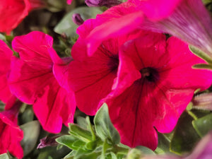 Petunia "Potunia" Single Plant