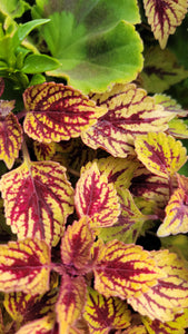 Coleus Trailing Single Plant