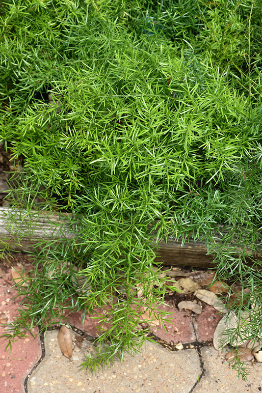 Asparagus Fern Single Plant