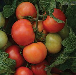 Tomato "Little Sicily" 4 Plant Pak