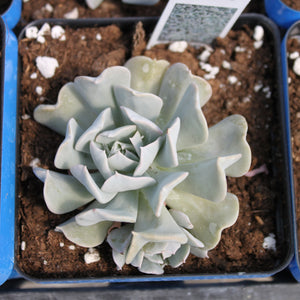 Succulent "Topsy Turvy" Single Plant