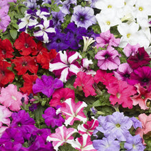 Load image into Gallery viewer, Petunia &quot;Tritunia&quot; 3 Plant-Pak
