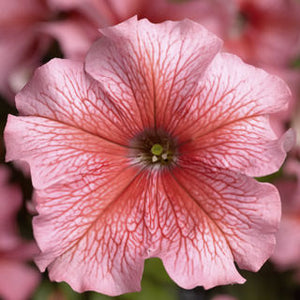 Petunia "Tritunia" 3 Plant-Pak