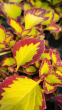 Load image into Gallery viewer, Coleus Single Plant
