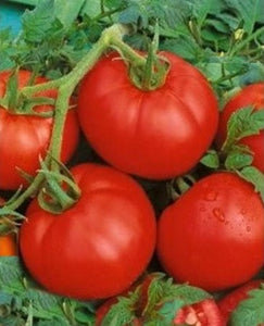 Tomato "Ace 55" 4 Plant-Pak